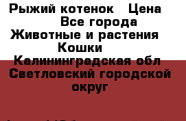 Рыжий котенок › Цена ­ 1 - Все города Животные и растения » Кошки   . Калининградская обл.,Светловский городской округ 